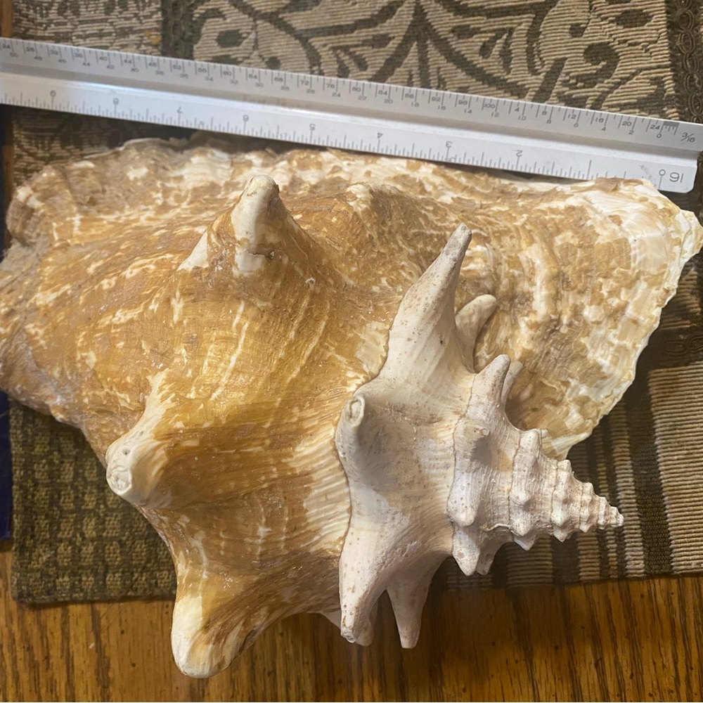 Large Natural Conch Shell - Picture 3 of 3